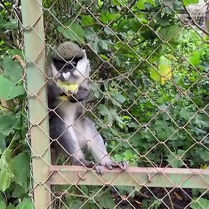 14K views · 337 reactions | A chimpanzee joined 111 others at a center for orphaned primates in eastern Congo. A chimp's family is often killed by poachers trying to capture the animals, according to conservationists. https://abcn.ws/3FlJ7ZZ | ABC News | Facebook