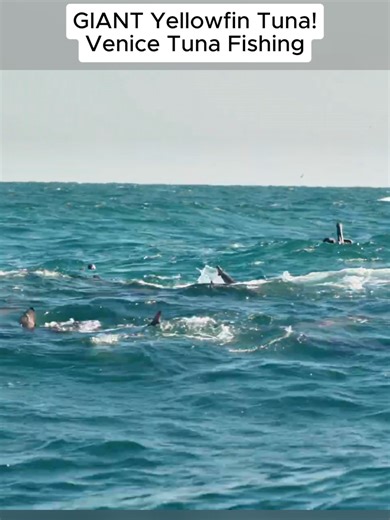 GIANT Yellowfin Tuna! Catch Clean Cook (Venice Tuna Fishing) #fish #fishing #outdoors #survival #virul #fyp