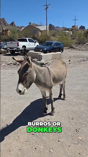 Oatman's Donkey Adventure Cool Burros Just HANGING OUT