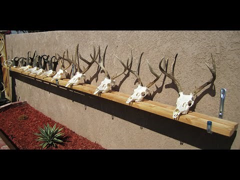HOW TO CLEAN A DEER SKULL EASY PROFESSIONAL METHOD