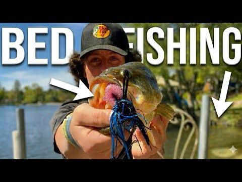 Fishing For GIANT Bedding Bass!