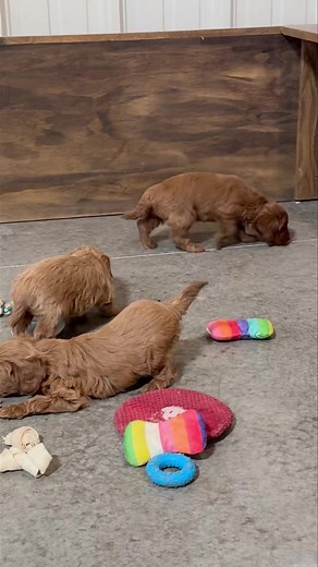 1.7K views · 16 reactions | These petite little ladies are ready in less than 2 weeks! Mini labradoodles 15-18lbs fully grown Non shedding 419-906-7069 for details | Hudson Pups LLC | Facebook