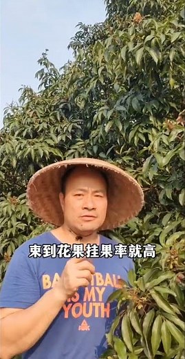 交流荔枝种植技术，提高自身技术水平，实现共同富裕！#2024新农人计划 #高州 #三农 #荔枝 #白糖罂荔枝