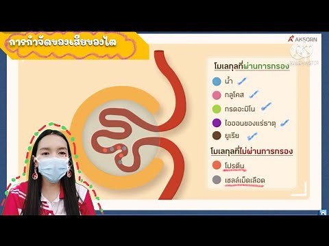 สรุปการกำจัดของเสียของไต การดูแลรักษาอวัยวะในระบบขับถ่าย