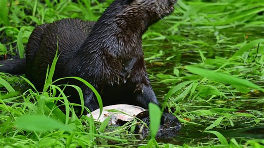 Check out this gorgeous footage of a river otter with its turtle lunch in the Lettuce Lake. Deer flies (also called yellow flies) can be annoying to wildlife as well as people! What bird species do you hear? Video: R J Wiley | Audubon's Corkscrew Swamp Sanctuary