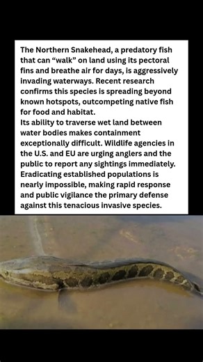 The 'Zombie Fish' Invasion Scientists Are Begging You to Stop #wildlife #facts #shorts