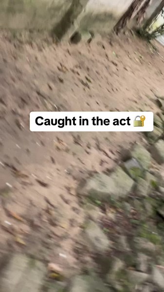 Rottweiler Mating Behavior Explained