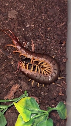 Many legs make light work. Scolopendra dehaani.