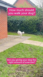 Regular exercise for dogs is essential, it benefits their physical and mental health 🐾 Many things can affect how much exercise your dog needs including: 1. Breed 2. Age 3. Health 4. Fitness 5. Personality As it’s #ActiveDogMonth, Vet Nurse, Billie, has shared how much exercise your dog typically needs! 🐕 [Visual description: A video of Billie, Veterinary Nurse, standing outside with a greyhound running around her, coming in and out of shot, talking through how much exercise different breeds s