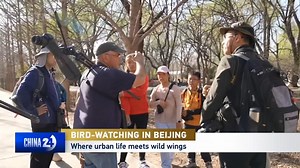 1.8K views · 14 reactions | As spring breathes new life into Beijing, many areas across the city are teeming with migratory birds. Meet Paul Holt, a British bird-watching expert turning weekend strolls into urban safaris for nature lovers of all ages. #birdwatching #ChinaWatch #WildChina | CGTN China24 | Facebook