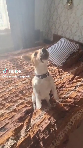 heavenly dogs☁️ on TikTok