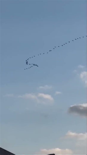 Amazing Birds formation flying in Toronto Skies…