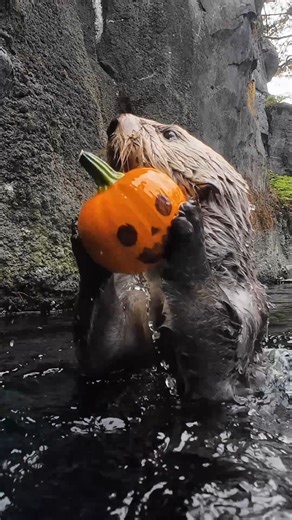 punkin dunkin | Oregon Zoo