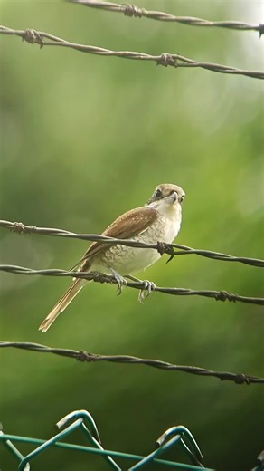 Tiger Shrike 虎纹伯劳