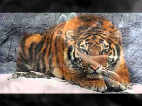 George Winston - Longing / Love