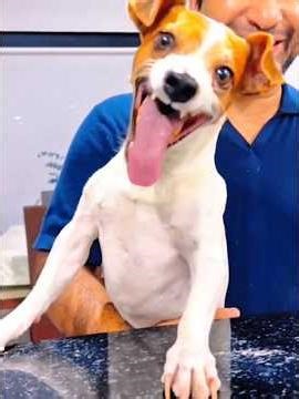 Dog laughting😂🤣 #dogs #funnydogs #foryou #funnyvideo #fyp #shorts