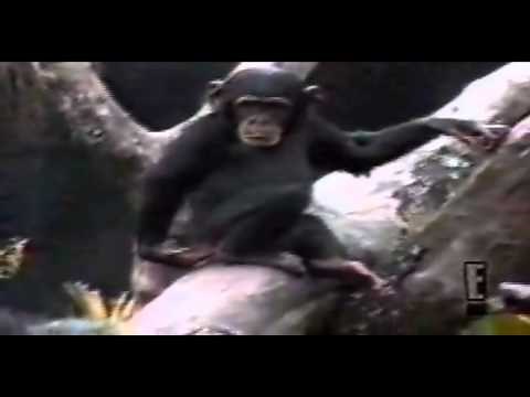 Monkey Smell Finger. (Funny ish)