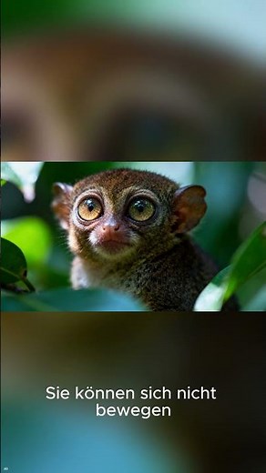 The Philippine tarsier looks like an alien!