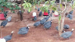 5.5K views · 37 reactions | RAISING GUINEA FOWL IN SMALL AND BACKYARD...