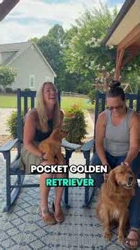 What is a Golden Cavalier? 🐶 Living with a "Pocket Golden Retriever" ✨ | Charlotte Dog Club