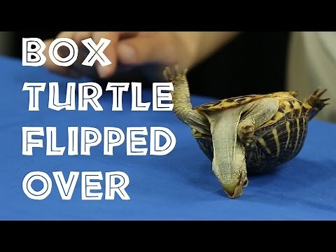 Episode #17 - What happens when turtles get flipped over?