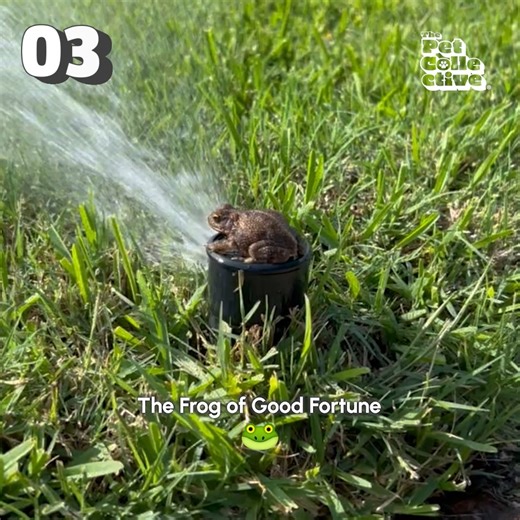 104K views · 1.5K reactions | There's more to this tail! This week's funniest Pet TikToks are here to "stay!"  | The Pet Collective | Facebook