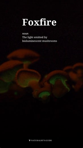 2.2K views · 40 reactions | 力 Foxfire is the name of the glow emitted from bioluminescent ghost mushrooms. It is also called fairy fire. ‍ There are over 70 kinds of mushrooms that glow in the dark and they’re called ghost mushrooms. 蝹 Ghost mushrooms can be found growing on decaying wood in forests throughout North America, Australia, and Asia. #mushrooms #foxfire | Naturalist's Guide | Facebook