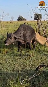 Still comparing safari prices? Choose value, reliability, and peace of mind 🌿✨ This morning’s game drive at the iconic Masai Mara National Reserve… pure magic 🦁🌅 The wild at sunrise never disappoints. 💼 Share your budget with us, and our team will recommend the best options tailored to your needs. 🚐 Affordable transport ✔️ Quality service 💰 Competitive, fair pricing 📅 Weekend bookings now open BOOK YOUR ESCAPE: ☎️ 254741020143 📧: accomplir.tours.travels@gmail.com 📧: info@accomplirtoursa