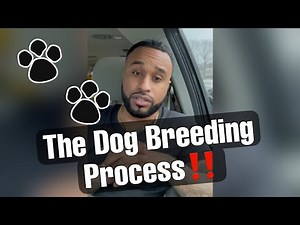 The Dog Breeding Process Explained!