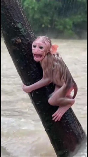Rescate heroico del mono en inundación Mira el momento increíble en que un mono salva a su cría de una inundación furiosa. #fblifestyle #AI Generated using Kling AI . . . (Sólo con fines de entretenimiento. Consulte a profesionales si se presentan orientaciones sobre actividades. Si se muestra alguna marca, no implica ninguna afiliación. Si se inspiran en hechos reales, pueden incluirse adaptaciones creativas. El contenido puede incluir imágenes públicas.) | Amo a los animales