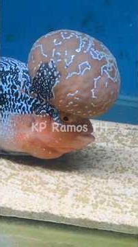 Fertility checking of a male flowerhorn fish 🙏🏻 #shorts