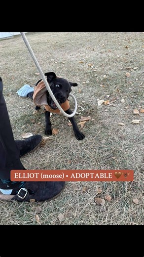 25K views · 382 reactions | Elliot moose is on the loose! 龜 Elliot...
