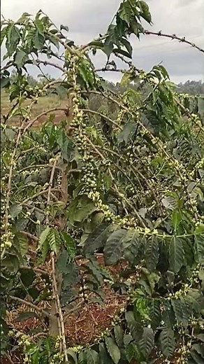 Single stem coffee Farming//Best spacing.