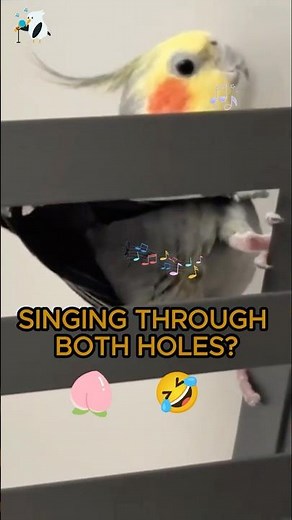 Parrot SINGS From Its WHAT?! 😂🎤🍑(and MORE Insane Bird Dances)