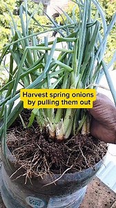 Harvest spring onions by pulling them out. #fyp #gardening #harvest #leek #plants | Shakila Ulil