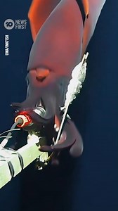 224K views · 739 reactions | Incredible footage has captured a deep-sea encounter with a rare Dana octopus squid in attack-mode. The footage was taken more than 1,000 metres below the surface of the South Pacific Ocean, with the two-metre squid flashing its photophores - the bioluminescent 'headlights' at the end of its tentacles. The squid's photophores are organs that react with oxygen to create light, and are believed to be the biggest in the animal kingdom. | 10 News | Facebook