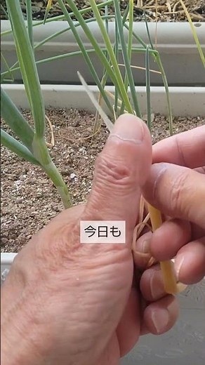 5/31【葉ネギ】手入れ こうして手入れをすると増え過ぎて困るほどドンドン増えて1年中の収穫が永久に続きます