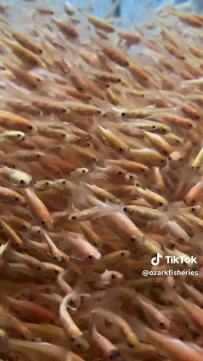 Go underwater in our rosie red minnow tank. 🤿 Rosie red minnows are just the pink version of a black fathead minnow and are a great forage minnow that is easier to see in ponds because of its pink color. They tend to “school” or swim around in groups which also makes watching them fun! #ozarkfisheries #fishfarm #100yearsofozark #aquaculture101 #minnow