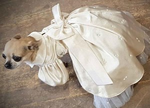 Here Where You Can Actually Buy A Bridesmaid Dress For Your Dog
