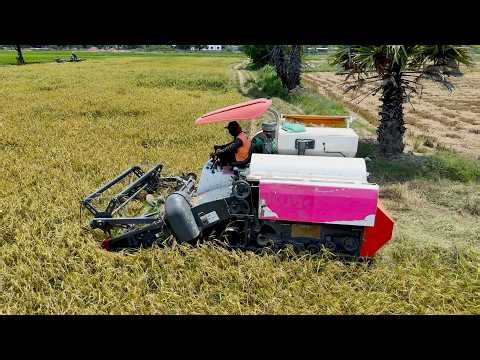 New Update Combine Rice Cutting Operations In Dry Season, Rice Harvesting Safety Operator Systems