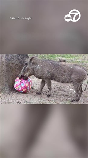 A very special birthday was celebrated at the Oakland Zoo! Alice the Warthog turned 14! She received wrapped packages and special treats of melon and strawberries! Help us wish Alice a "Happy Birthday!" | ABC7 News