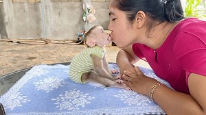 World Sweetest Baby DAM & Mom Very Affectionate Each Other | Daily Monkey Family