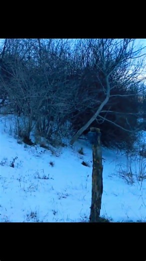 Поймалось 16 лисиц #ловушка #trap #shorts