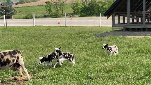 5.4K views · 187 reactions | Featured Animal of the Week!! 4 Horned...