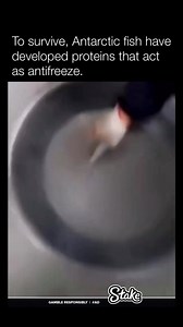 To survive in the frigid waters of Antarctica, where temperatures can plummet below the freezing point of most fish, certain species have evolved unique adaptations. Antarctic fishes, like those from the Notothenioid family, have developed antifreeze proteins (AFPs) or antifreeze glycoproteins (AFGPs). These proteins prevent ice crystals from forming within the fish’s body fluids, which would otherwise lead to cell damage or death due to freezing. The antifreeze proteins work by binding to small