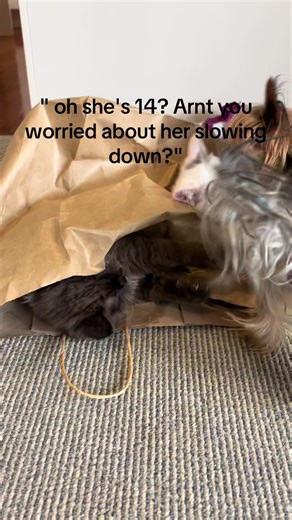 Moose and stumpy keep valentine young 😍🐱 #dogandcat #play #kittens #cat #munchkin #100kviews #yorkiesoftiktok #catlover #shadowbanned #munchkincat #catsoftiktok🌎 #trendin #fyp #meowing #fyp