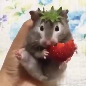 Cute hamster eating strawberries ;) Follow Animal of the day for more videos