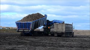 Crop Shuttle used in Red River Valley Sugar Beet Harvest -- Safe T Pull