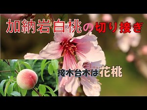 加納岩白桃を花桃の実生苗に接ぎ木しました