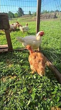 OUT On The mini PASTURE! #WhittAcres #enjoynaturetoday #homesteadinglife